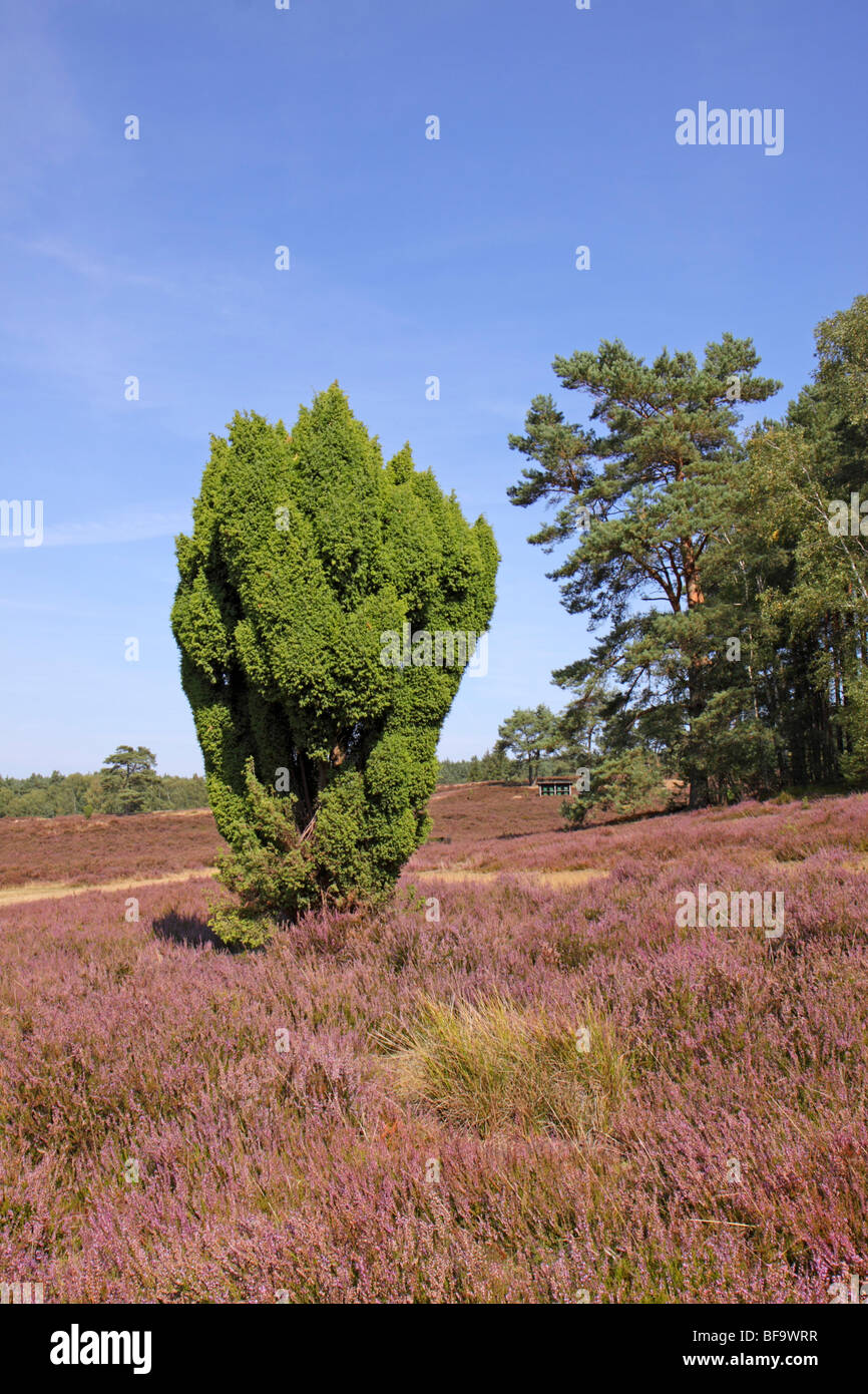 Lüneburg Heath, Niedersachsen, Deutschland Stockfoto