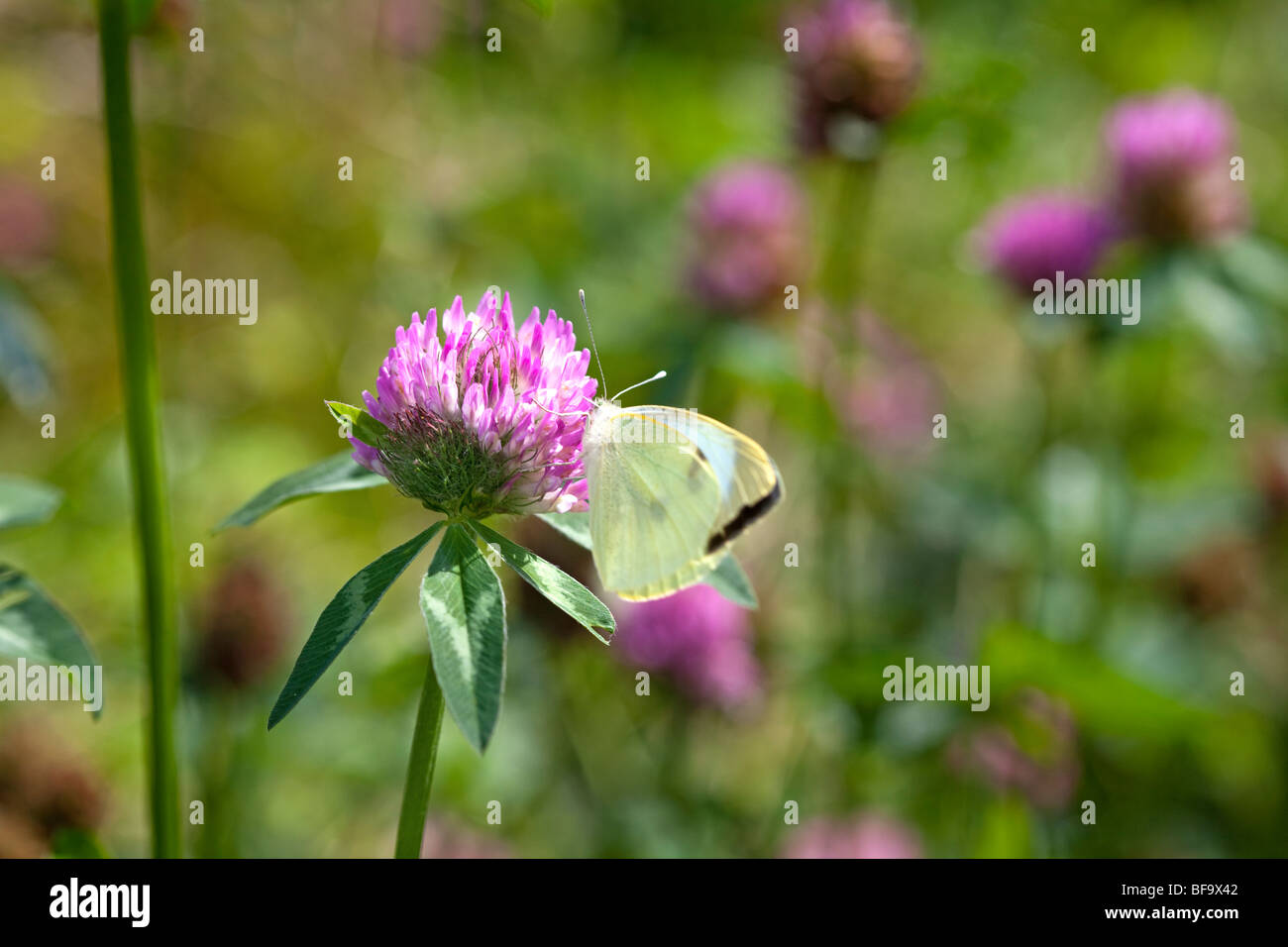 Kleiner weißer Schmetterling auf Klee Stockfoto