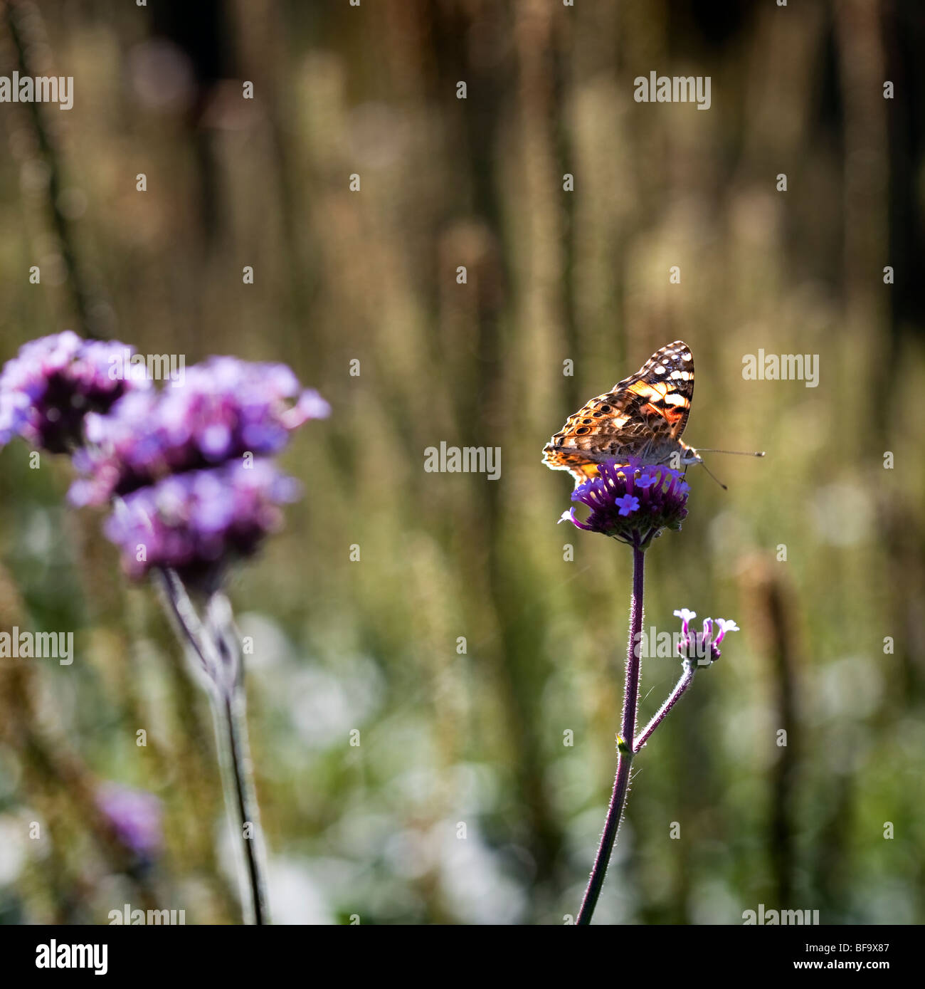 Distelfalter Schmetterling auf Verbena bonariensis Stockfoto