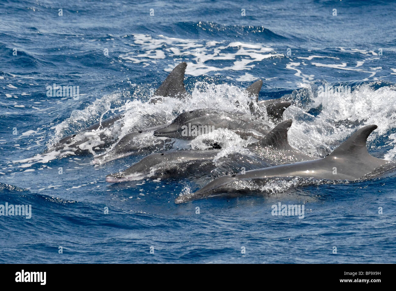 Chor-Linie von grob-gezahnte Delphin, Steno Bredanensis, ein Tier mit dem Kopf über der Oberfläche, Malediven, Indischer Ozean. Stockfoto