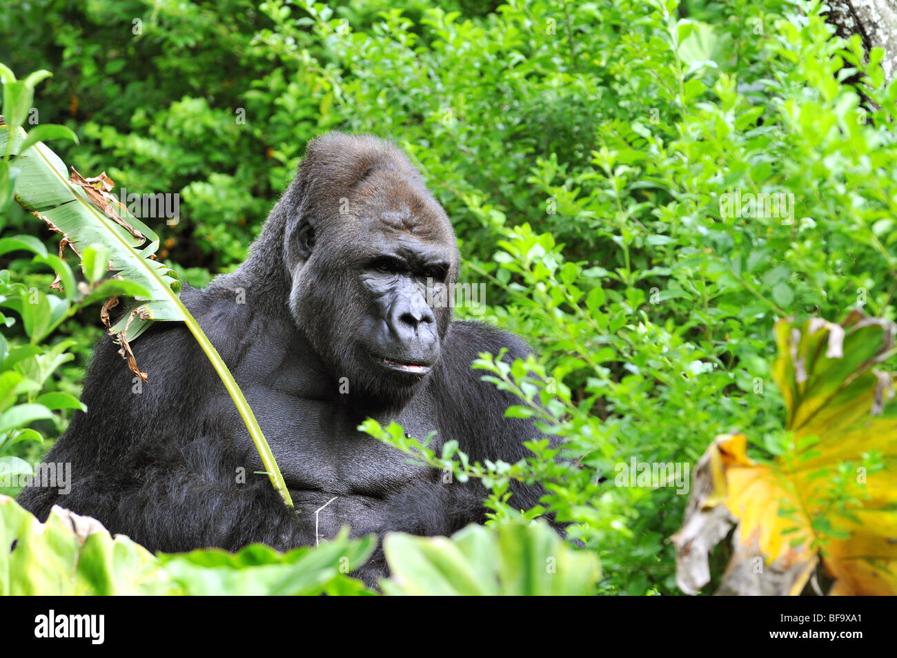 Porträt von Gorilla versteckt in der Vegetation des Dschungels Stockfoto