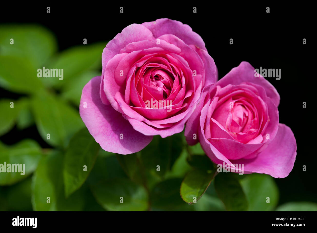 Gertrude Jekyll - duftenden rosa rose Stockfoto