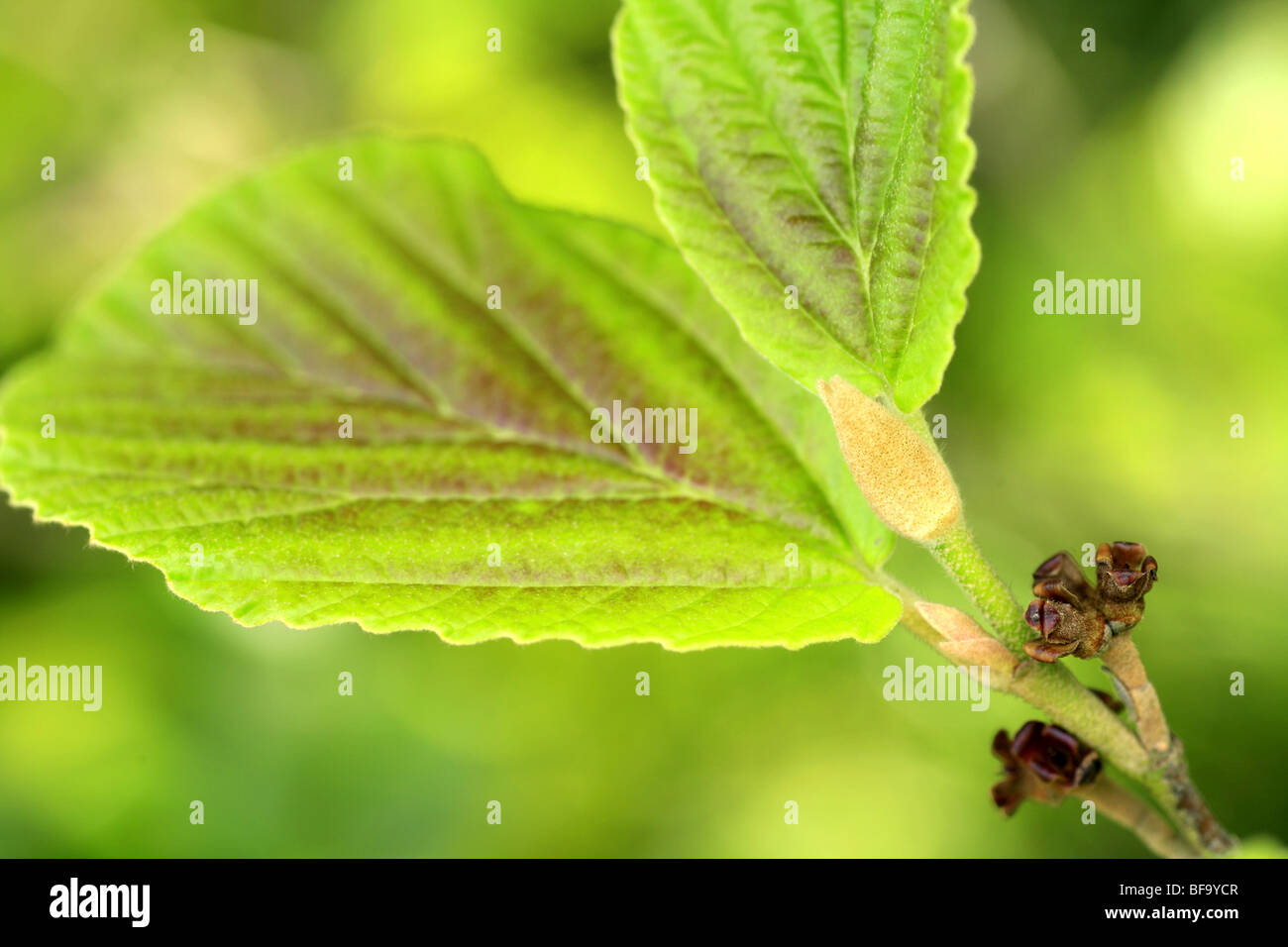 Nahaufnahme von grünen Blättern mit grünem Hintergrund Stockfoto