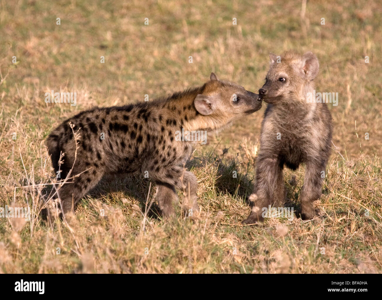 Hyäne cubs Stockfoto