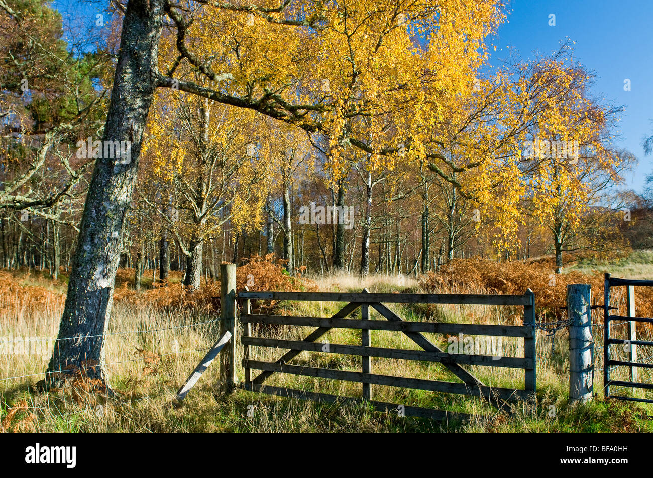 Herbstliche Wald auf Rothiemurchus Aviemore Strathspey Inverness-Shire Highland Schottland SCO 5528 Stockfoto