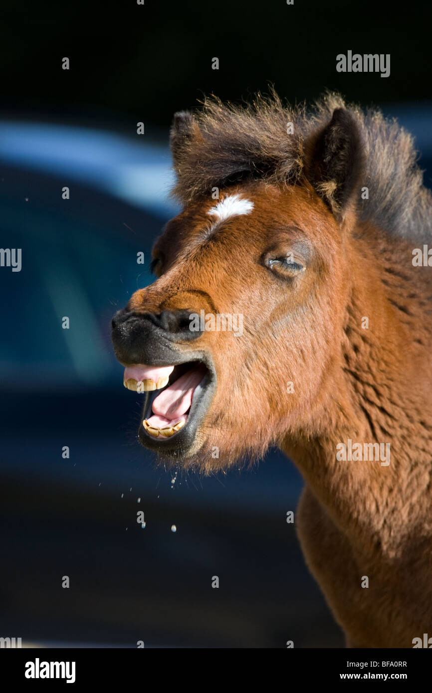 New Forest Pony Wiehern Stockfoto