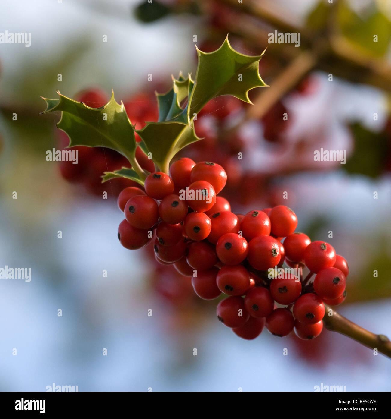 Cluster von Holly Beeren am Zweig Stockfoto