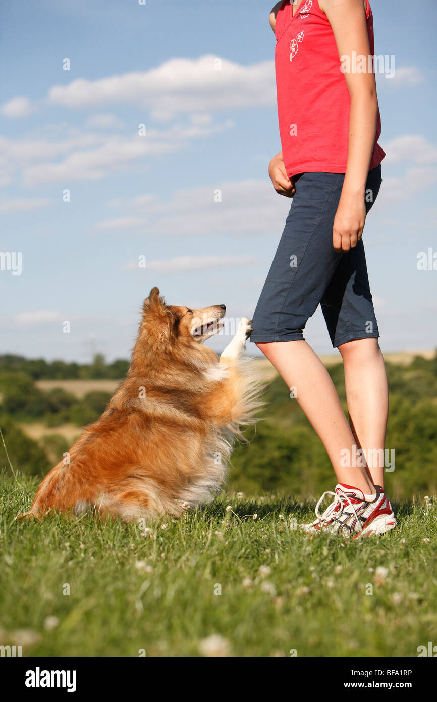 Shetland Sheepdog (Canis Lupus F. Familiaris), legen seine Pfote auf das Knie eines Mädchens, Deutschland Stockfoto