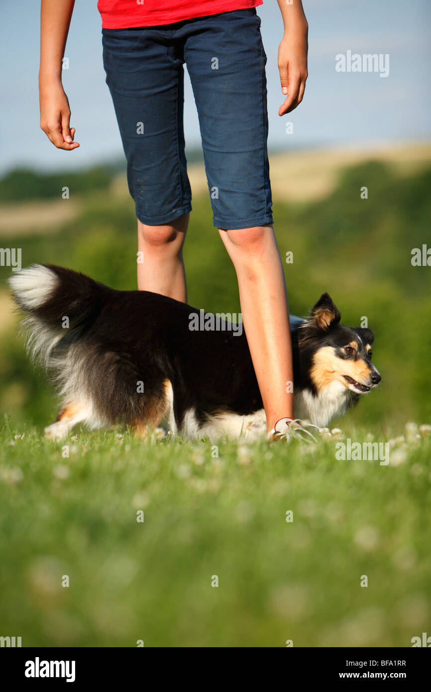 Shetland Sheepdog (Canis Lupus F. Familiaris), läuft Slalom Trought die Beine eines Mädchens, Deutschland Stockfoto