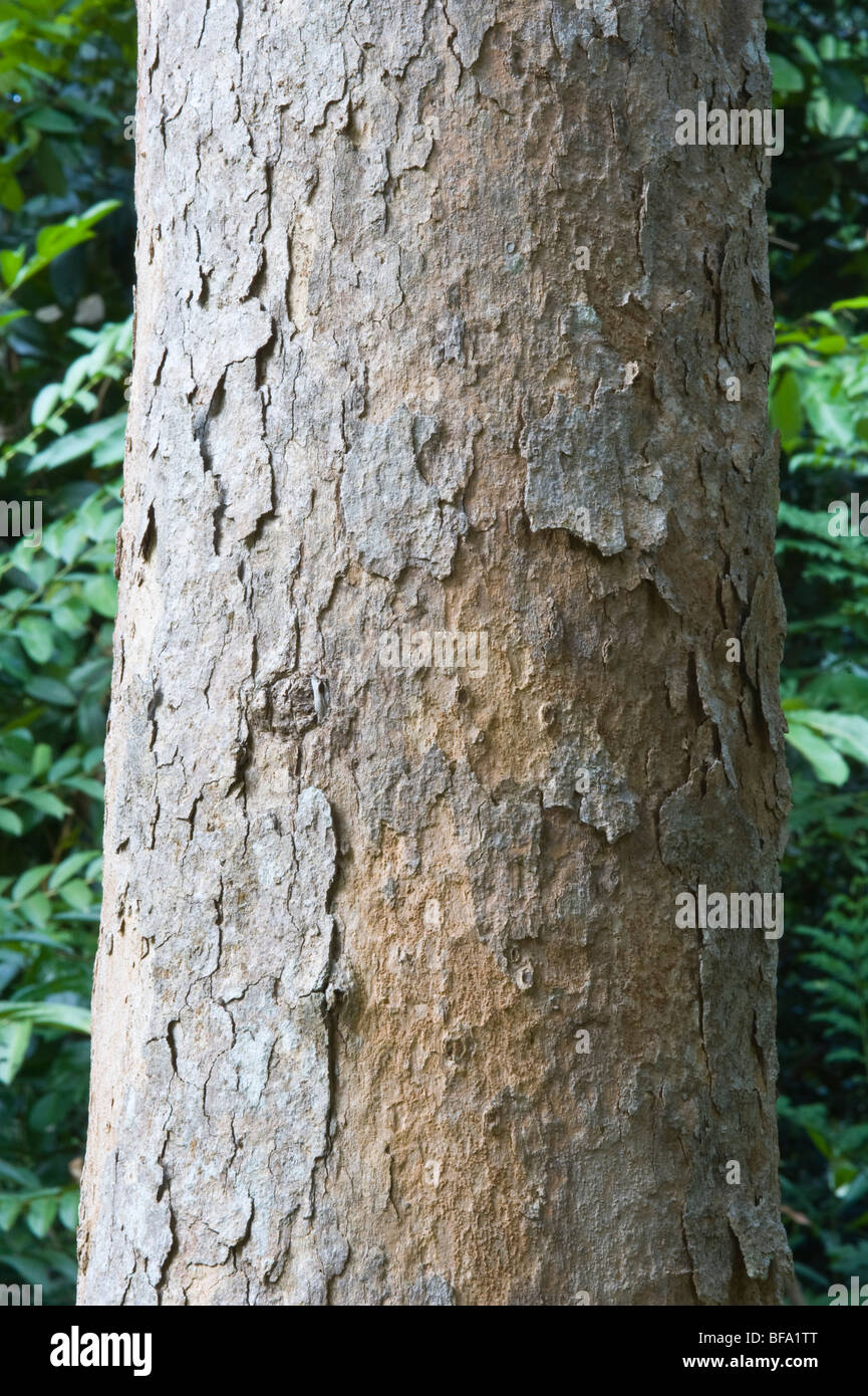 Chlorocardium rodiei Fotos und Bildmaterial in hoher Auflösung Alamy