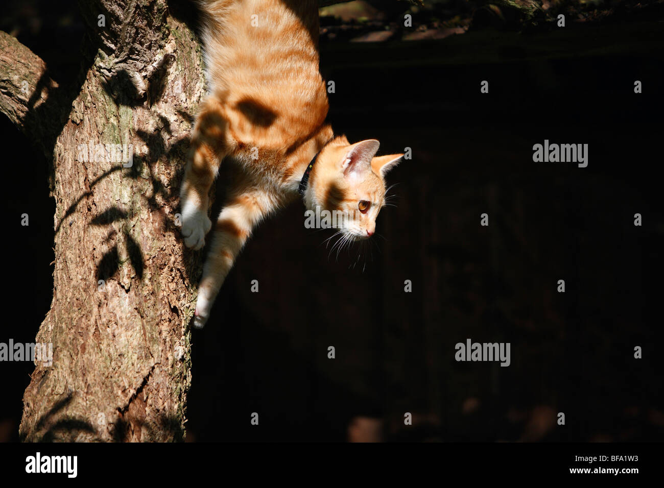 Hauskatze, Hauskatze, Europäisch Kurzhaar (Felis Silvestris F. Catus), junge Katze, die beabsichtigen, springen von Baum, Deutschland Stockfoto