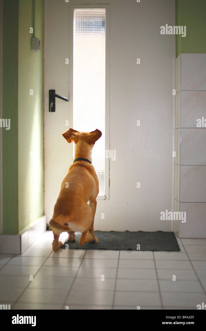 Mischling Hund (Canis Lupus F. Familiaris), stehen an der Haustür und will gehen, Deutschland Stockfoto
