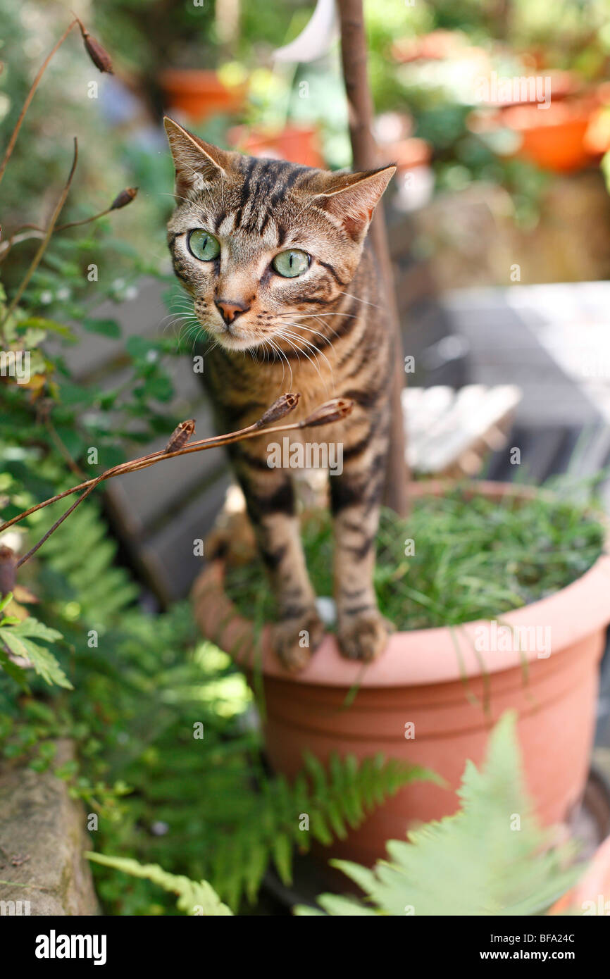 Bengal (Felis Silvestris F. Catus), stehend im Garten am Rande des einen Blumentopf Stockfoto