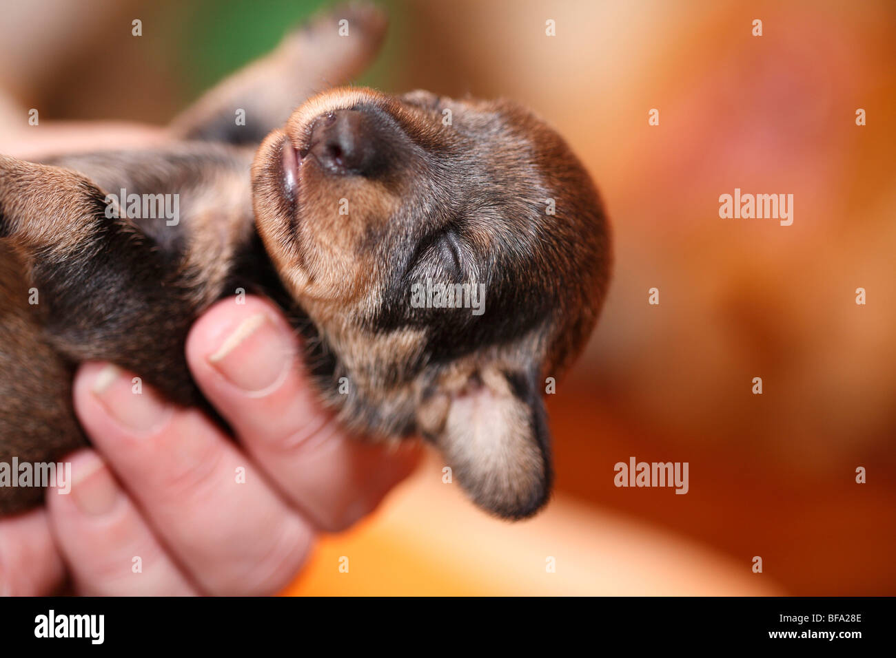 Dachshund, Dackel, Haushund (Canis Lupus F. Familiaris), 2 Tage alten Welpen von einem Dackel in Frauenhand Stockfoto