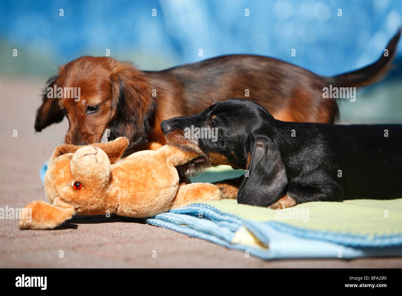 Rauhaar Dackel, Rauhhaar Dackel, Haushund (Canis Lupus F. Familiaris), Wire-haired Dackel Welpen und lang- Stockfoto