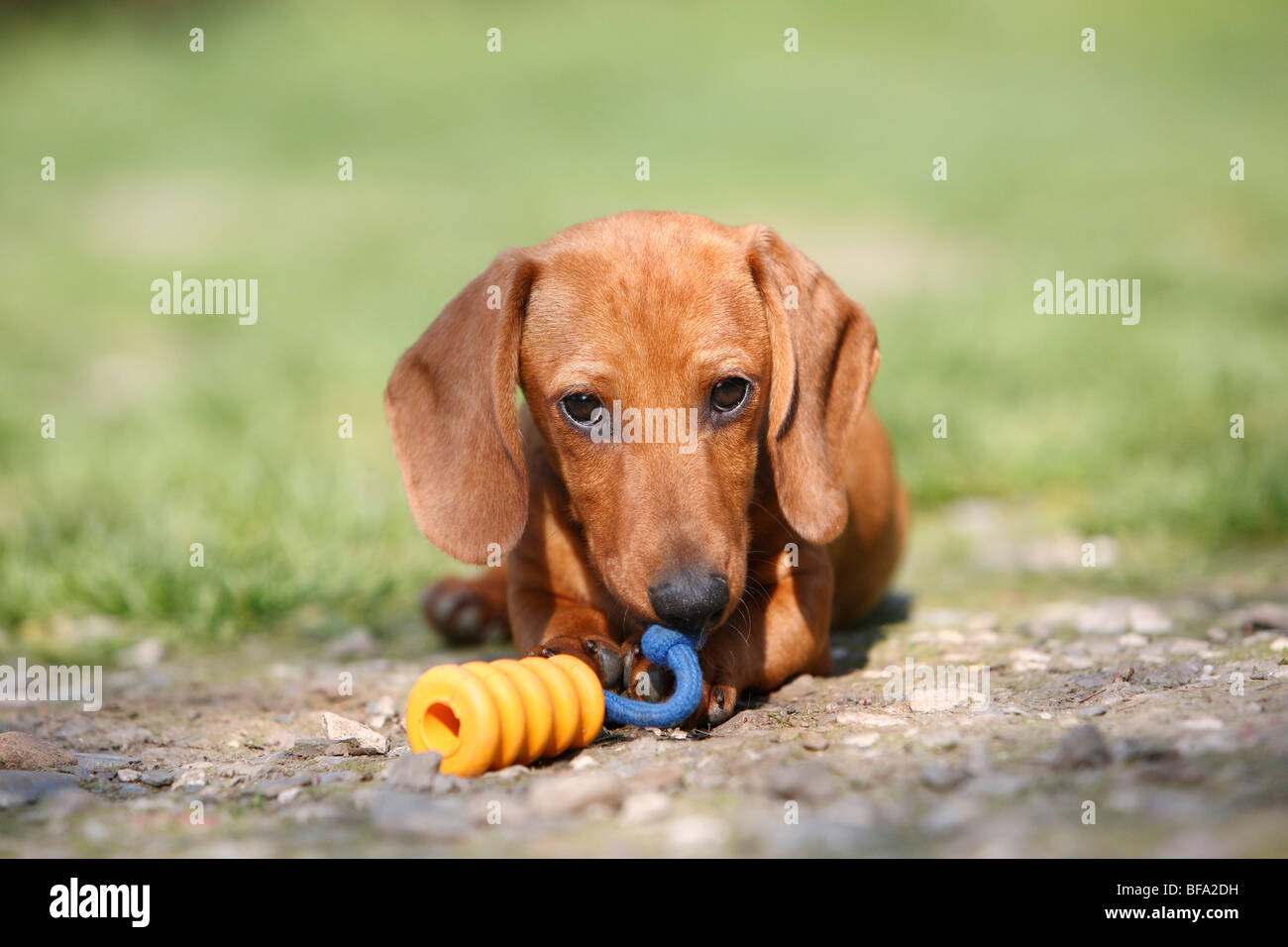 Kurzhaar-Dackel Kurzhaar-Dackel, Haushund (Canis Lupus F. Familiaris), jungen roten Welpen Kauen auf ein Spielzeug, G Stockfoto