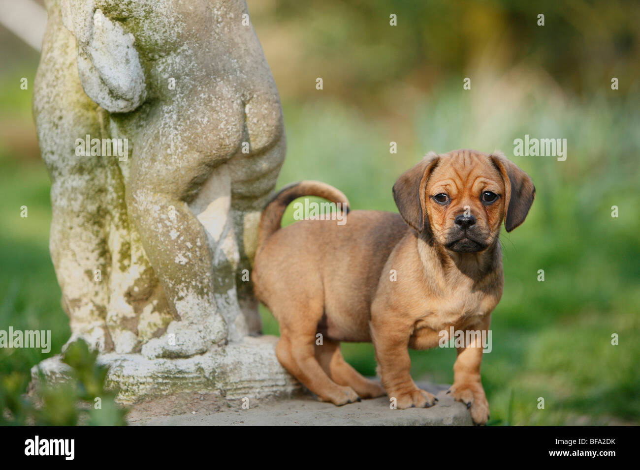 Rasse Hund (Canis Lupus F. Familiaris) gemischt, ein Dackel-Mops Welpen mix,  Mockel, Deutschland Stockfotografie - Alamy