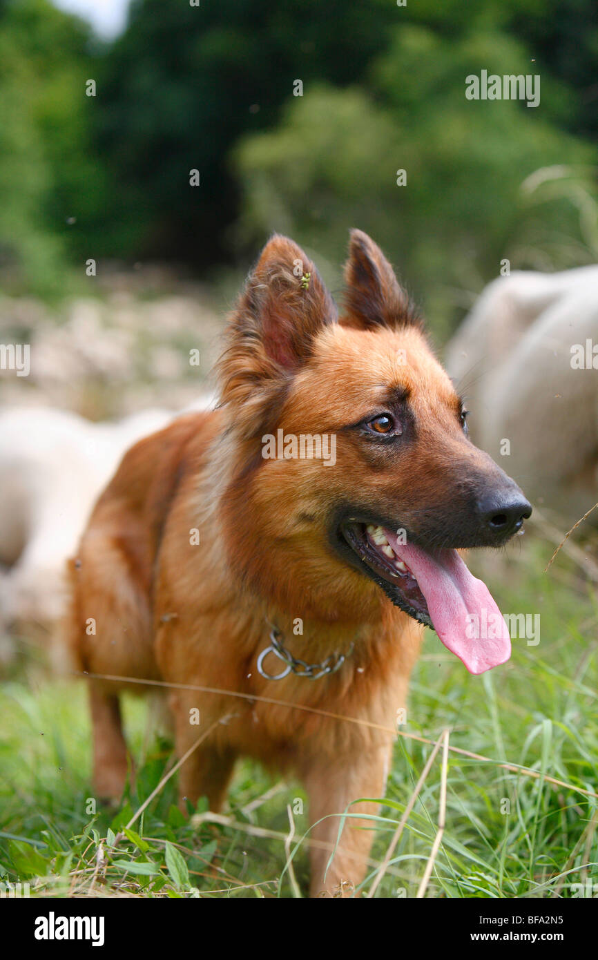 Harzer Fuchs, Harzer Fox (Canis Lupus F. Familiaris), ein Tier von dieser alten deutschen Schäferhund Geher in eine Wiese beobachten Stockfoto