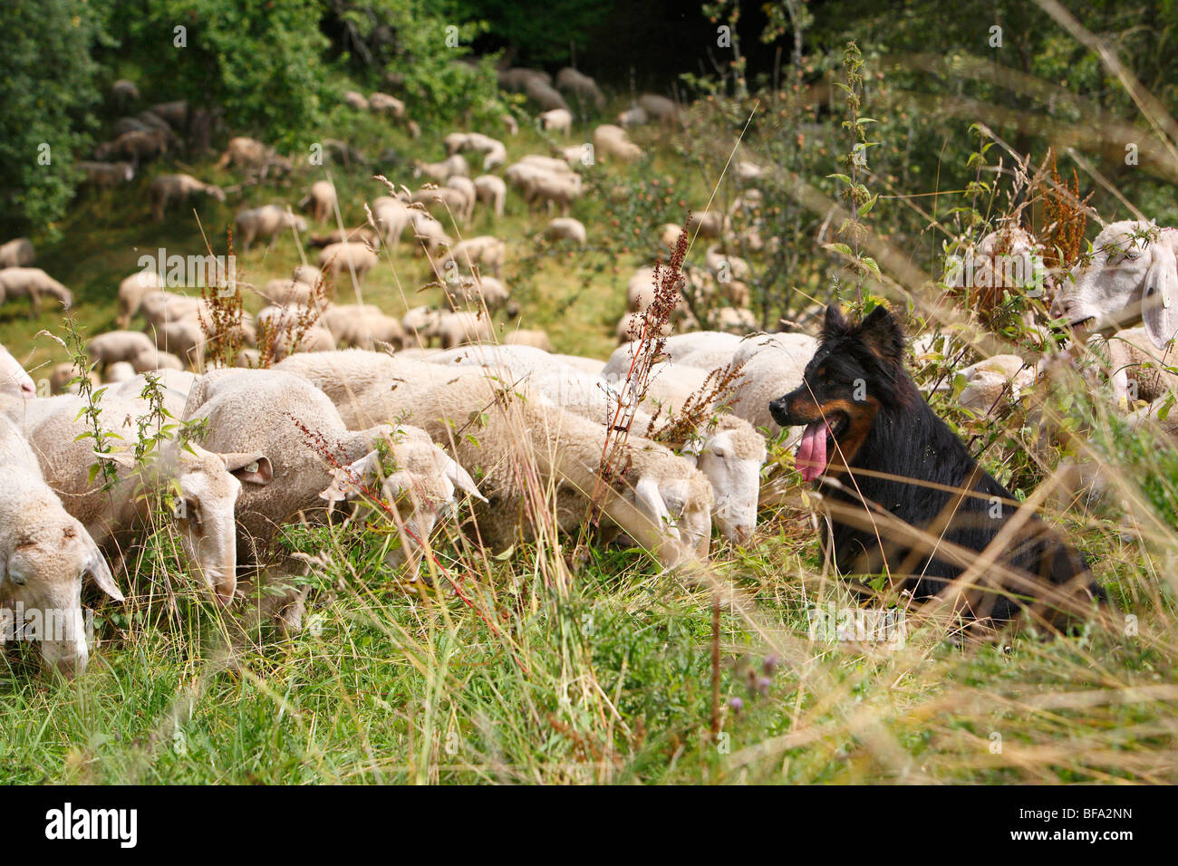 Gelbbacke (Canis Lupus F. Familiaris), sitzen auf der Wiese gerade über eine Herde Schafe Stockfoto