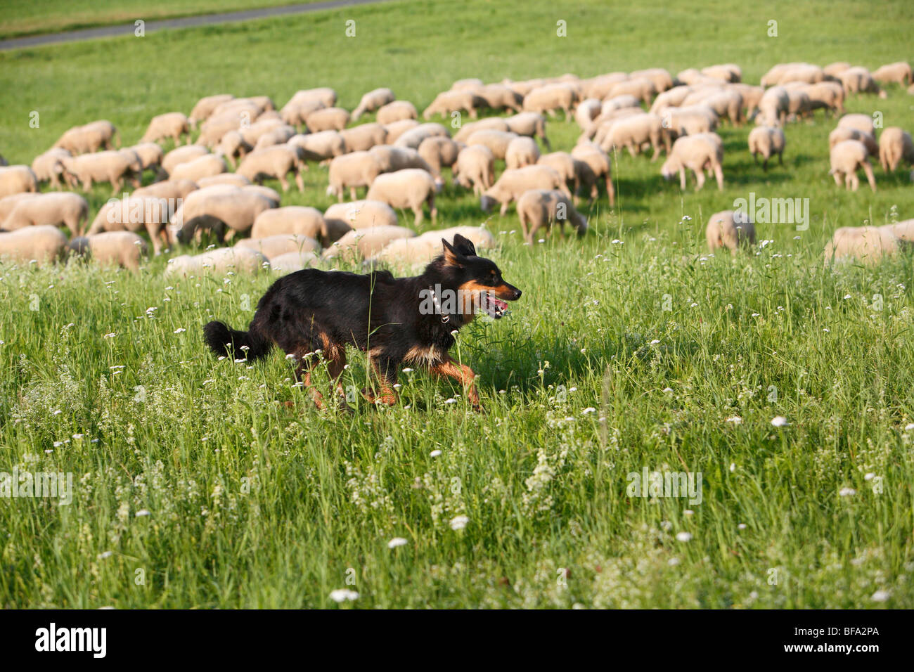 Gelbbacke (Canis Lupus F. Familiaris), läuft auf einer Wiese, die gerade über eine Herde Schafe Stockfoto