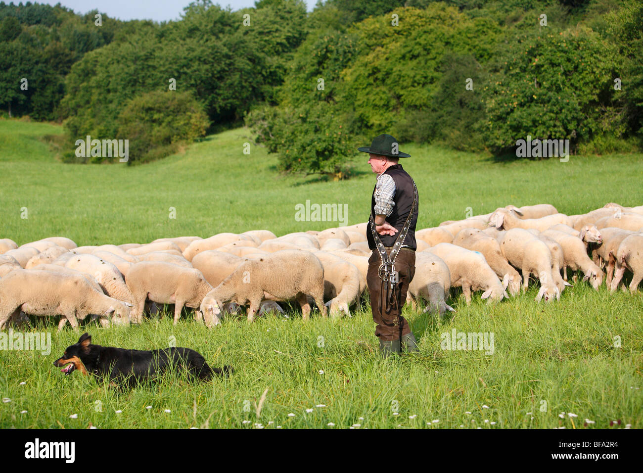 Gelbbacke (Canis Lupus F. Familiaris), Hirte in seiner Herde von Schafen mit einer Gelbbacke, einer alten deutschen Schäferhund, sichern ein si Stockfoto