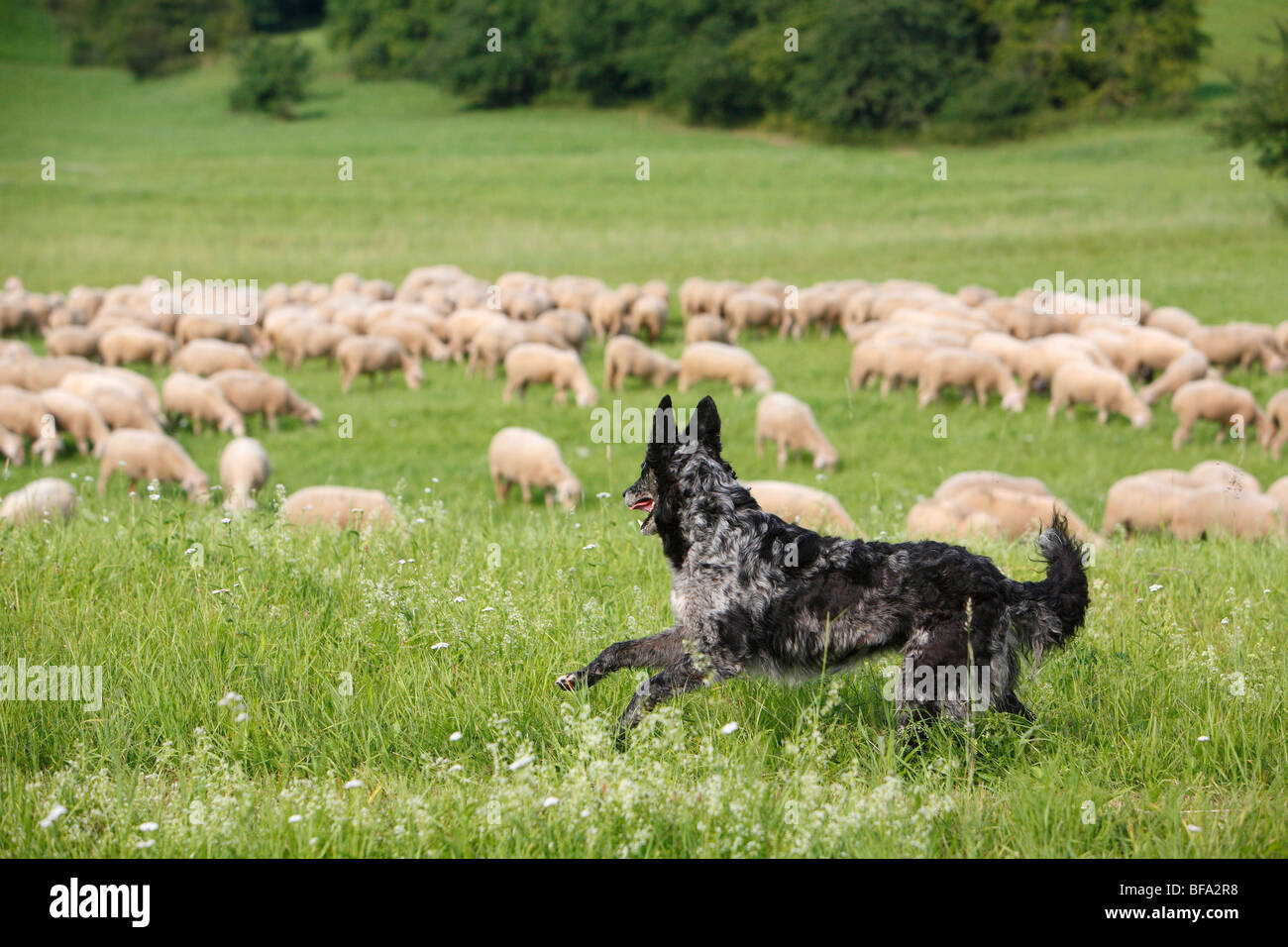 Altdeutscher huetehund -Fotos und -Bildmaterial in hoher Auflösung – Alamy