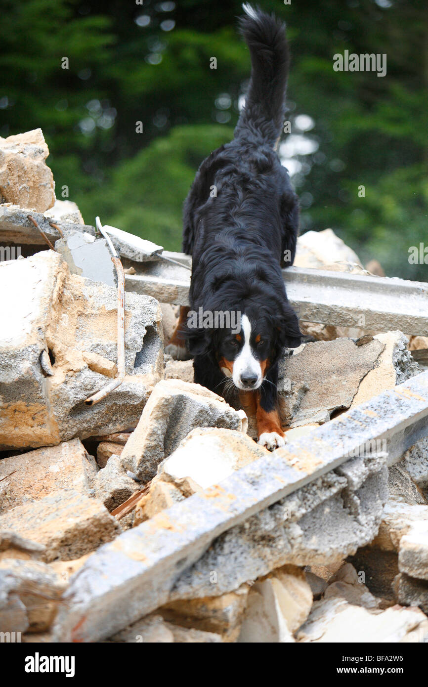 Berner Sennenhund (Canis Lupus F. Familiaris), Klettern auf Trümmern eines abgerissenen Hauses Stockfoto