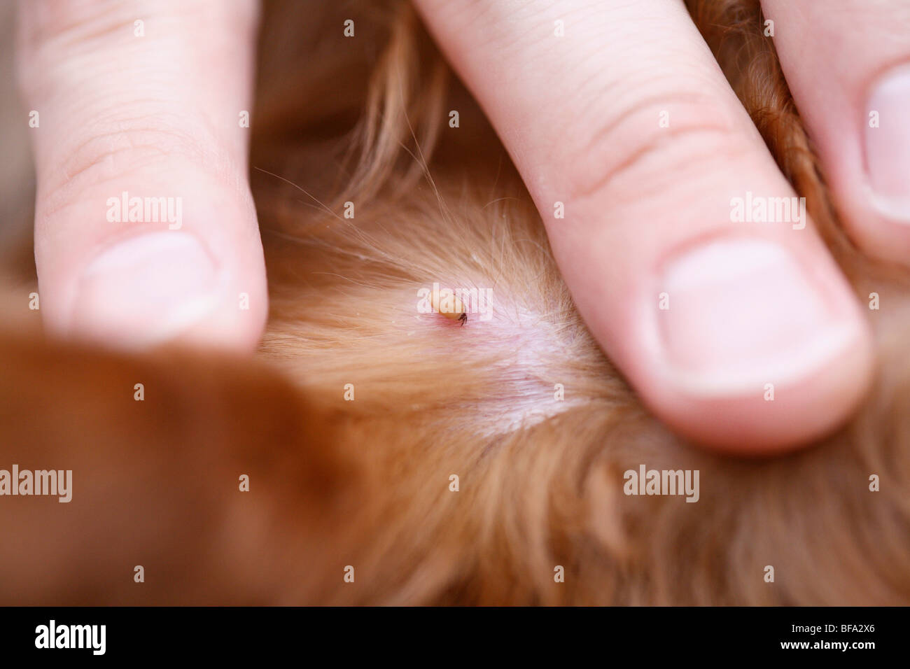 Europäische Rizinuspflanze Tick, europäischen Schafe Zecke (Ixodes Ricinus), Zecke in der Haut eines Hundes Stockfoto