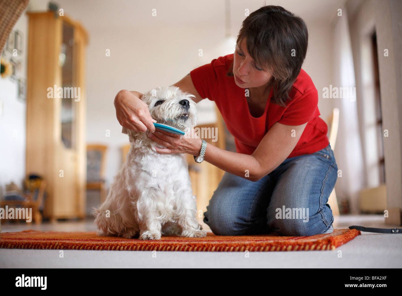 West Highland White Terrier (Canis Lupus F. Familiaris), junge Frau eines  Mannes Bart Bürsten Stockfotografie - Alamy