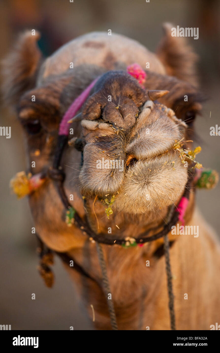 Kamel kauen feed auf der Camel Fair in Puskar Indien Stockfoto