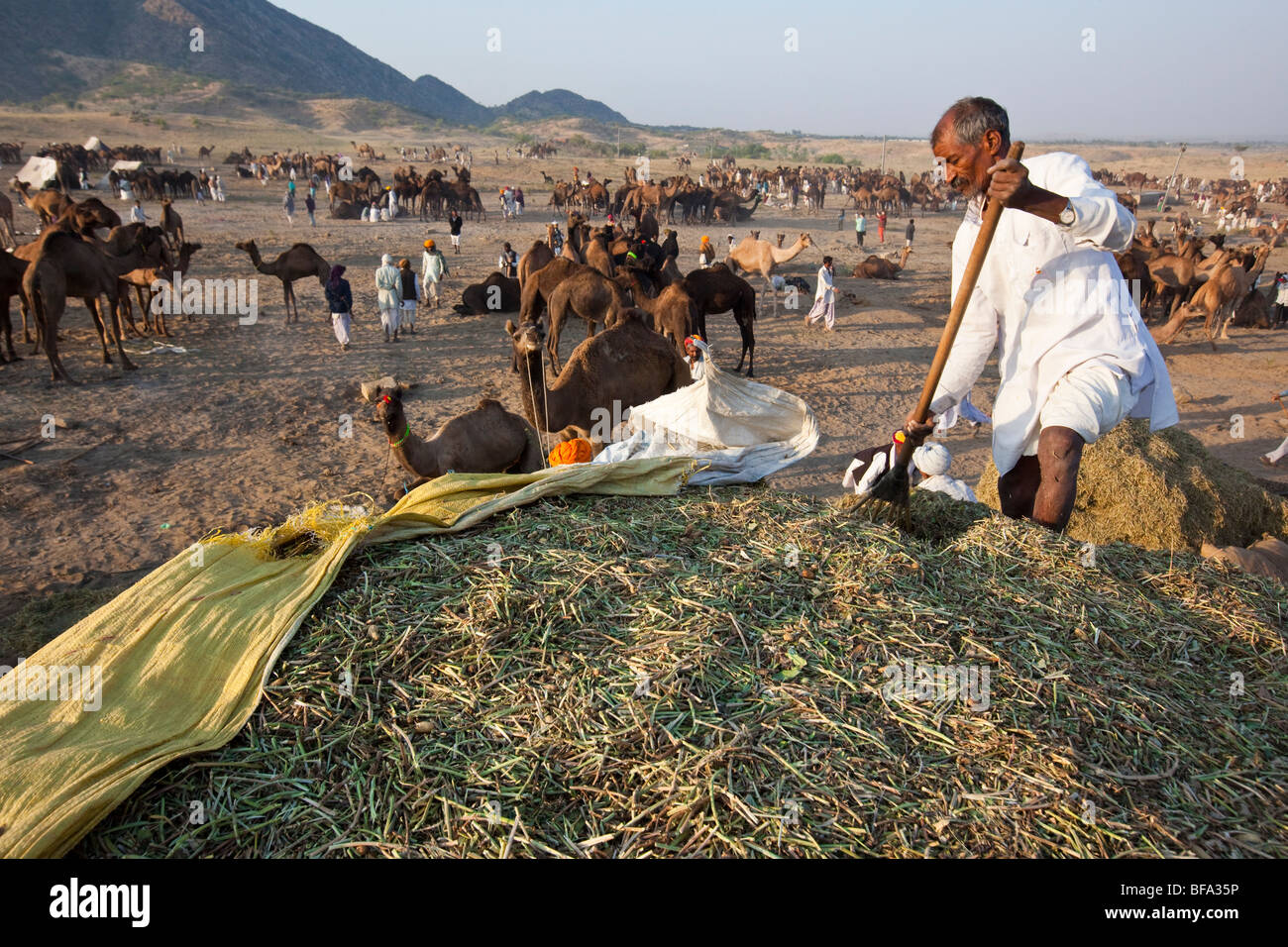 Feed auf dem Kamel Messe in Indien Pushkar Stockfoto