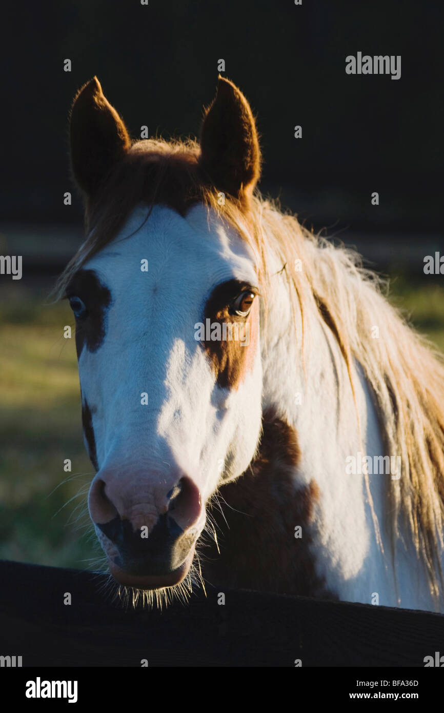 American Paint Horse Porträt, Erwachsener, North Carolina, USA Stockfoto