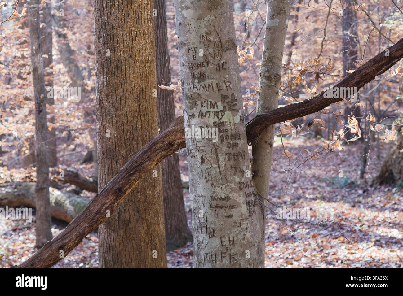 Amerikanische Buche (Fagus Grandifolia) mit Schnitzereien, Weißkiefern Naturraum, Pittsboro, North Carolina, USA Stockfoto
