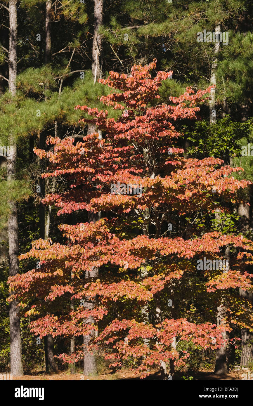 Blühende Hartriegel (Cornus Florida) und Loblolly Kiefer, Herbstfarben, Raven Rock State Park, Lillington, North Carolina, USA Stockfoto