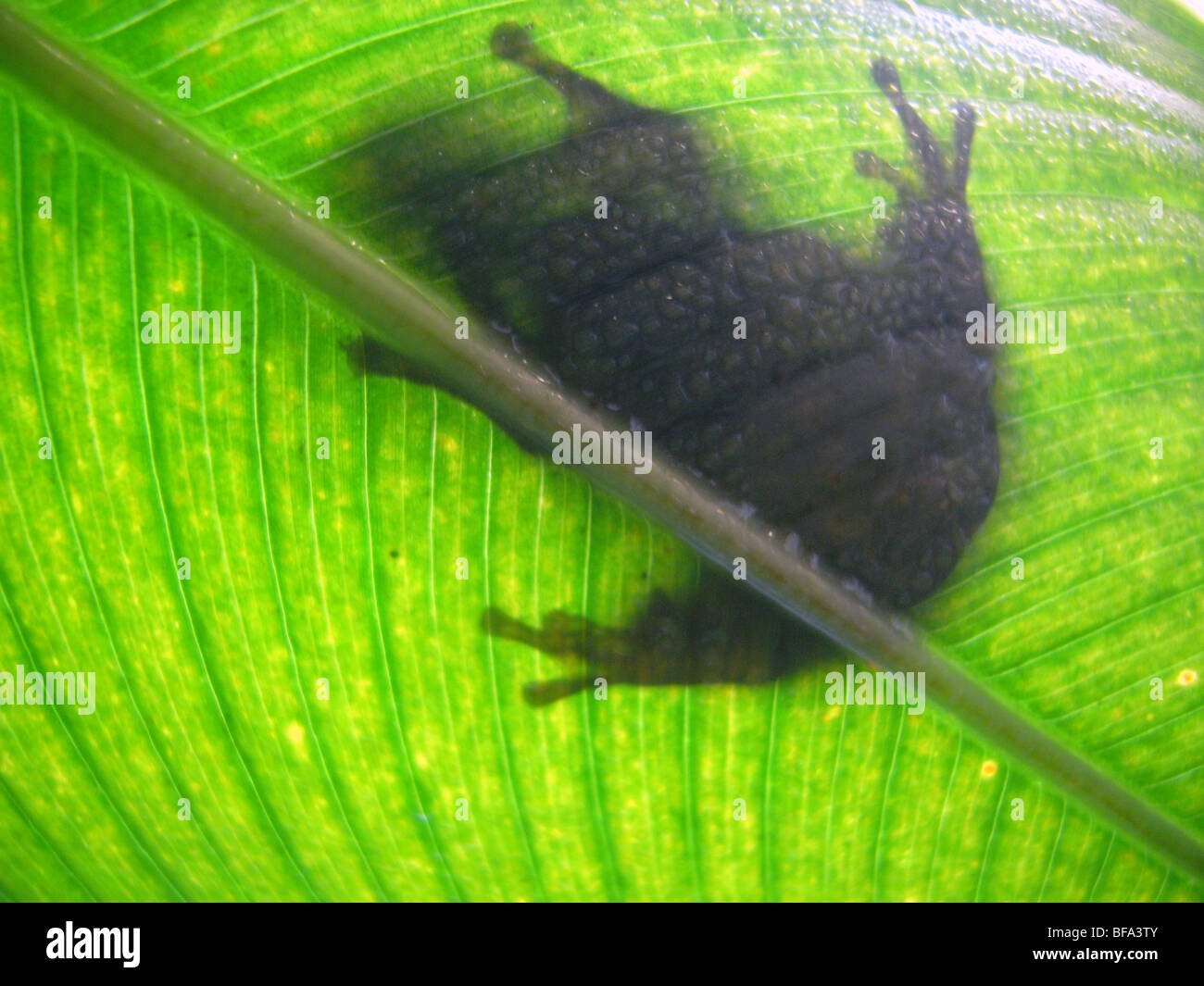 Silhouette der Frosch auf Blatt Regenwald Stockfoto