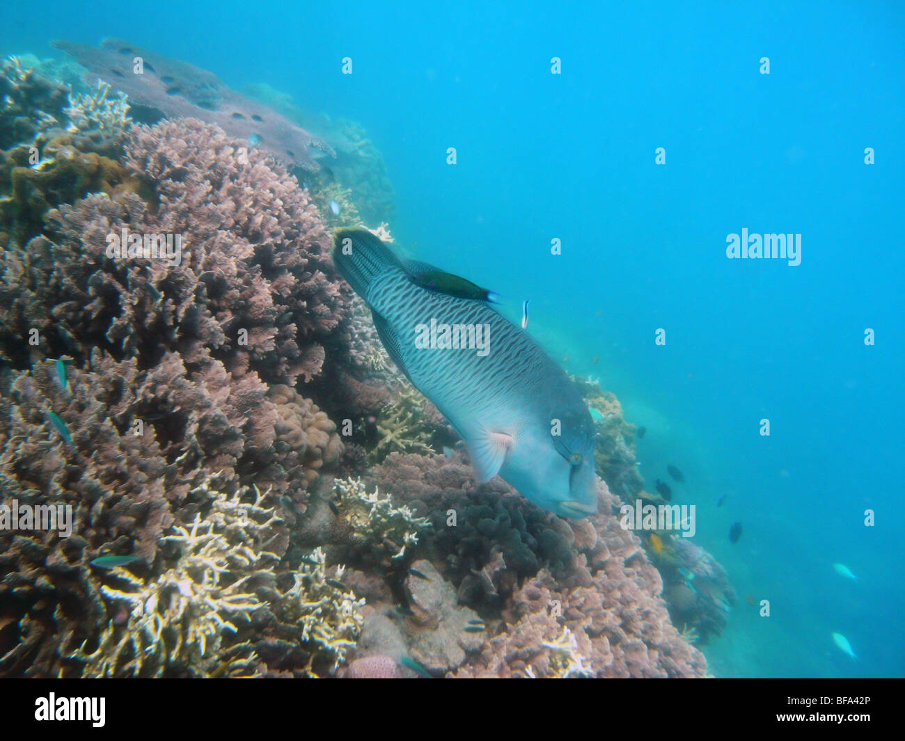 Korallen und Fische einschließlich Maori Wrasse im Manta Ray Bay, Hook Island, Whitsunday Islands Nationalpark, Queensland, Australien Stockfoto