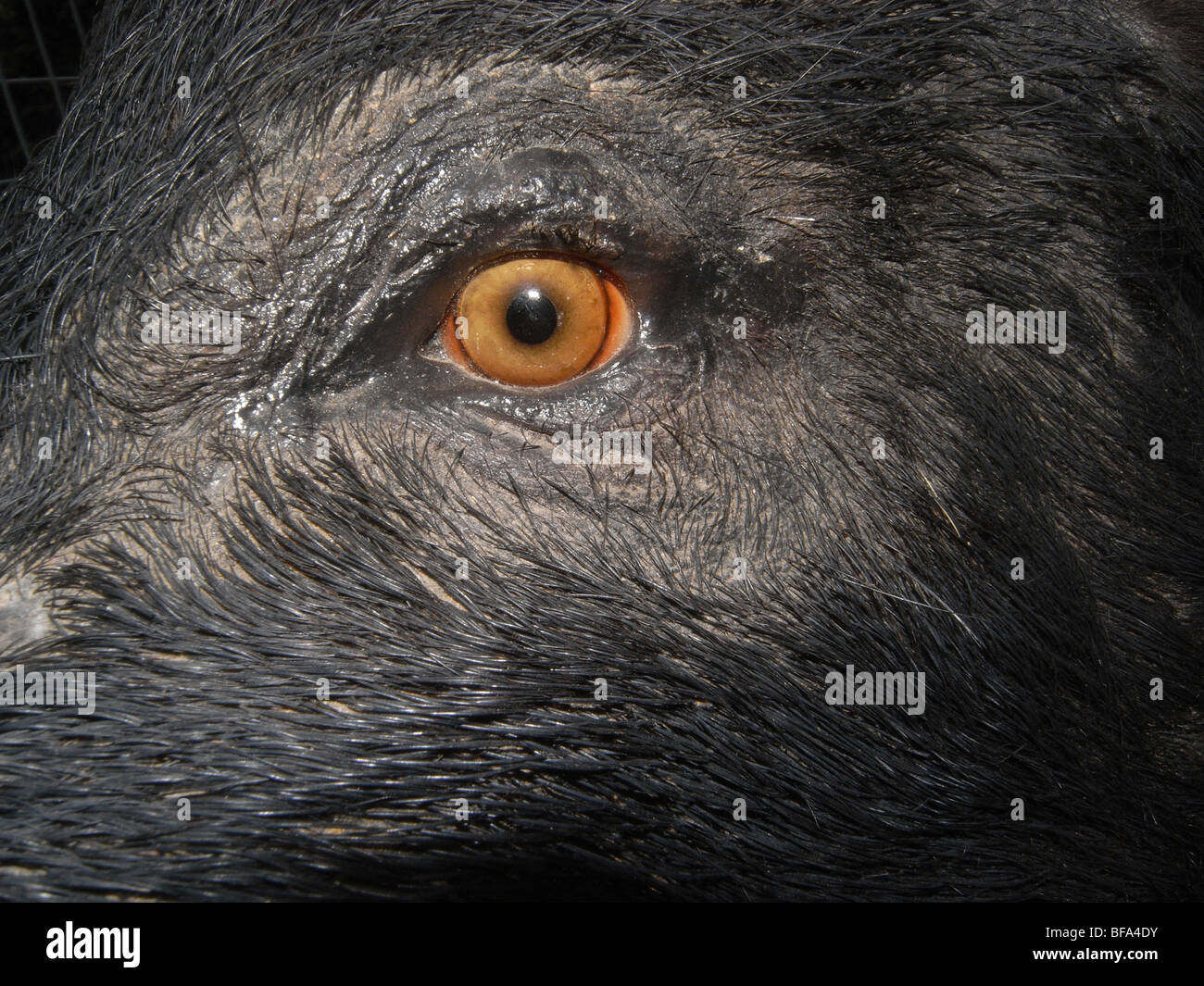 Auge des taxidermised wildes Schwein, Australien Stockfoto