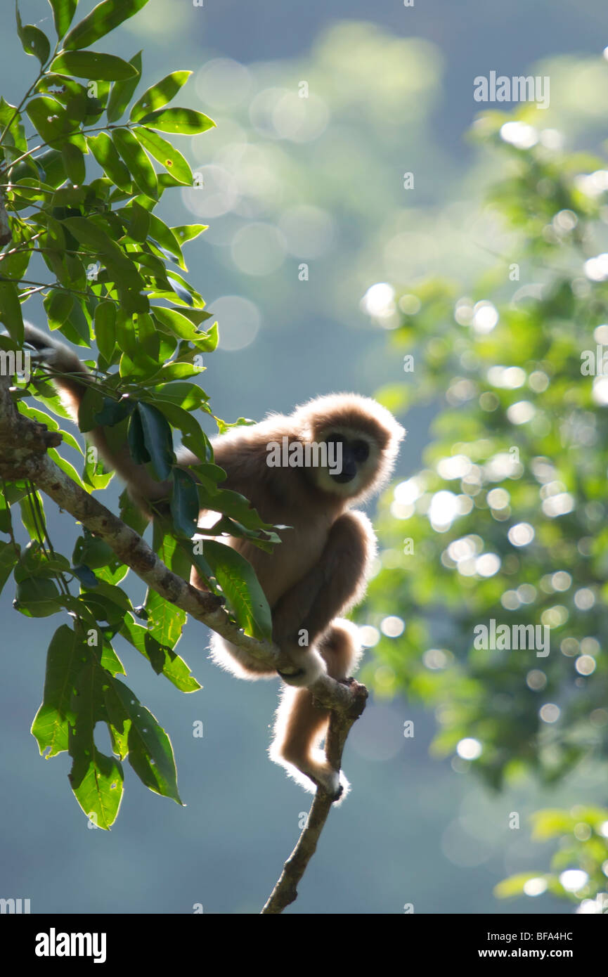 Eine wilde Lar Gibbon (Hylobates Lar), auch bekannt als White-handed Gibbon, ist ein Primat in der Familie Hylobatidae oder Gibbon. Stockfoto