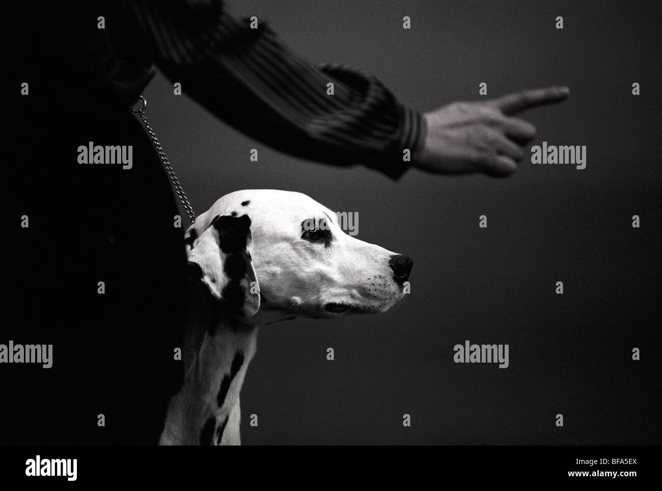 Dalmatinischen Hunde auf der Crufts Dog Show Stockfoto