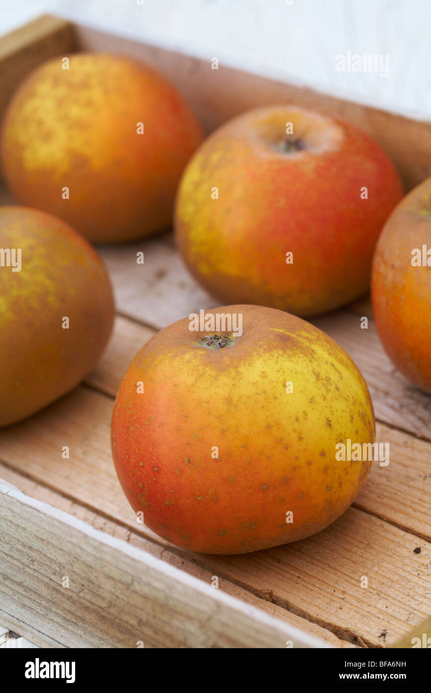 Egremont Russet Wüste Äpfel Malus Domestica in Holzkiste Stockfoto