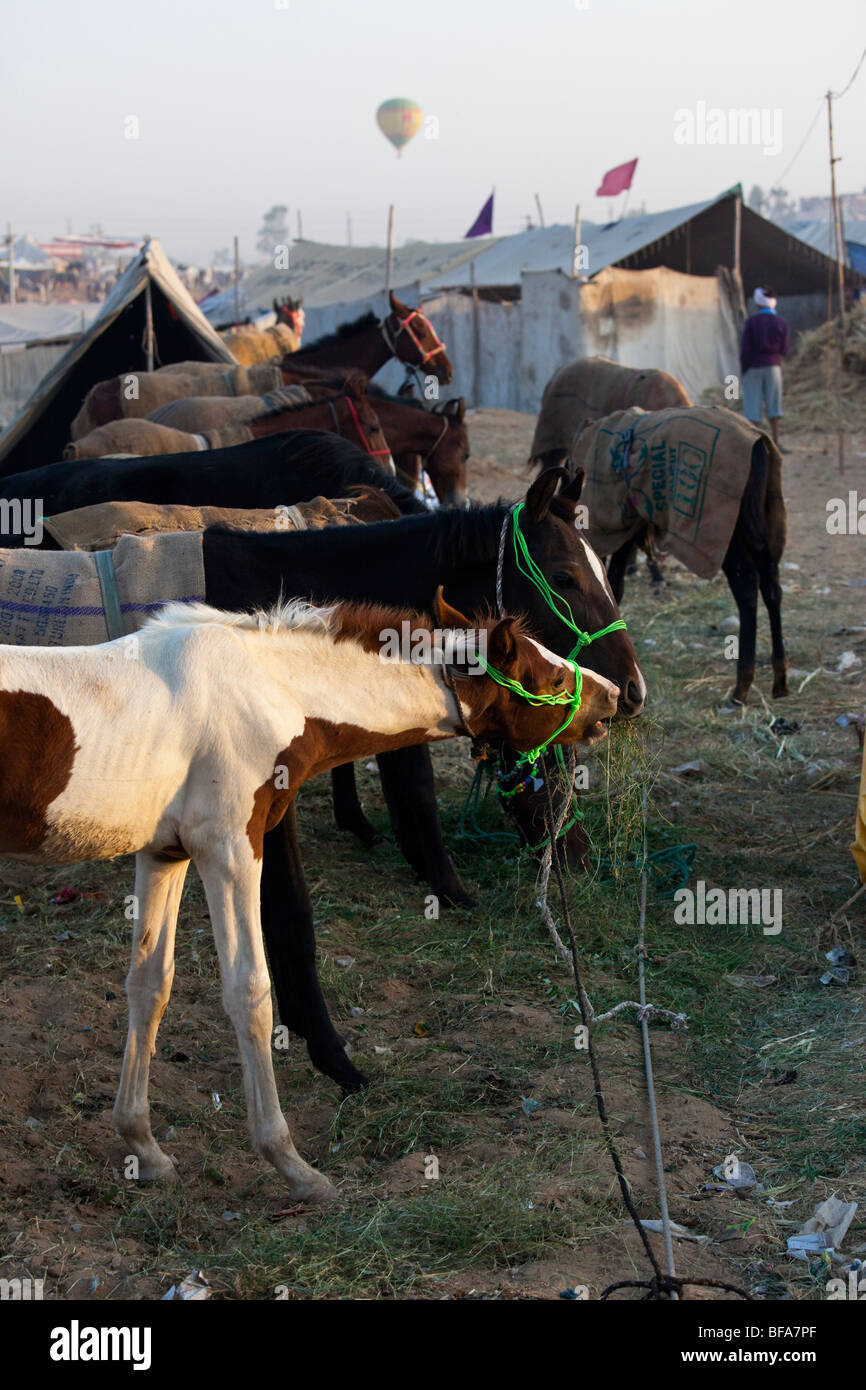 Heißluft-Ballon hinter Pferde auf der Camel Fair in Pushkar Indien Stockfoto