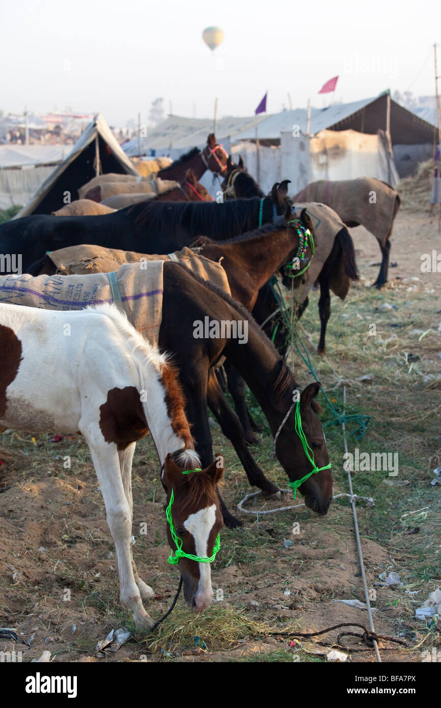 Heißluft-Ballon hinter Pferde auf der Camel Fair in Pushkar Indien Stockfoto