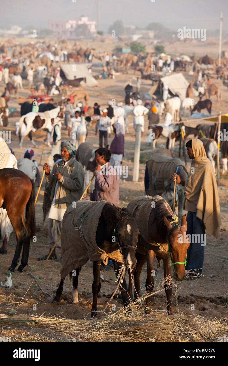 Pferde auf dem Kamel Messe in Indien Pushkar Stockfoto