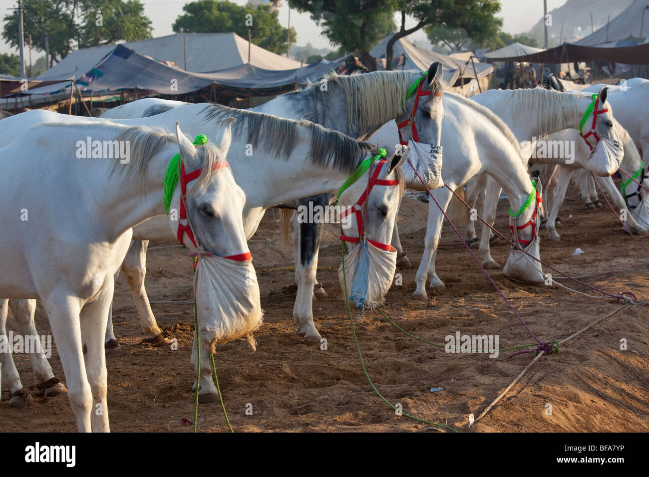 Weiße Pferde auf der Camel Fair in Pushkar Indien Stockfoto