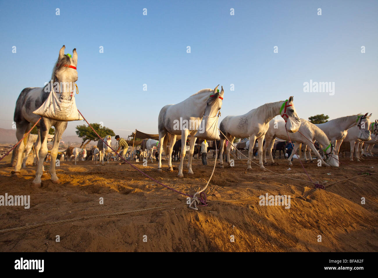 Weiße Pferde auf der Camel Fair in Pushkar Indien Stockfoto