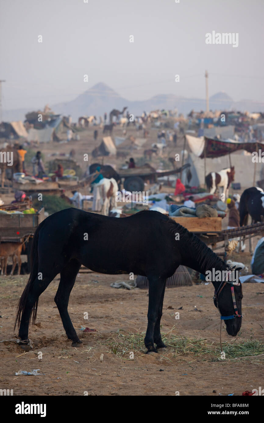Pferd auf dem Kamel Messe in Indien Pushkar Stockfoto