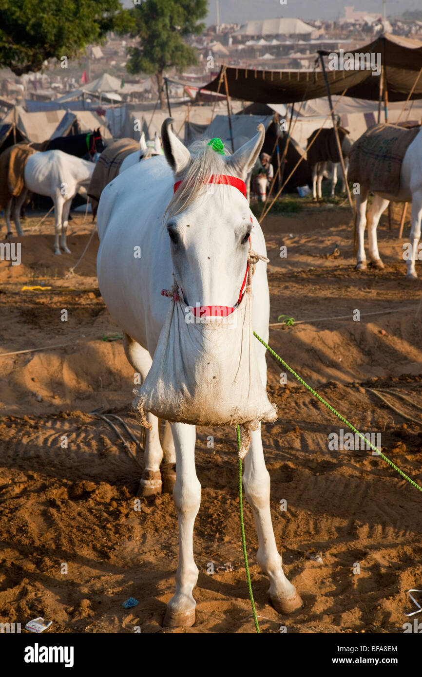 Pferde auf dem Kamel Messe in Indien Pushkar Stockfoto