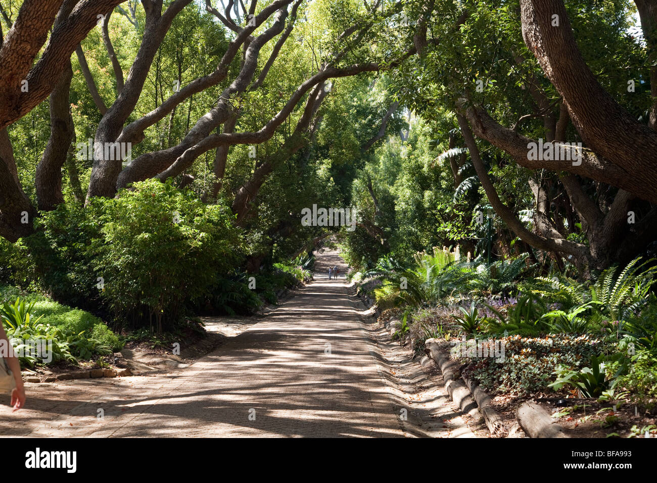 Eine Szene aus der Kirstenbosch National Botanical Gardens in Kapstadt, Südafrika Stockfoto