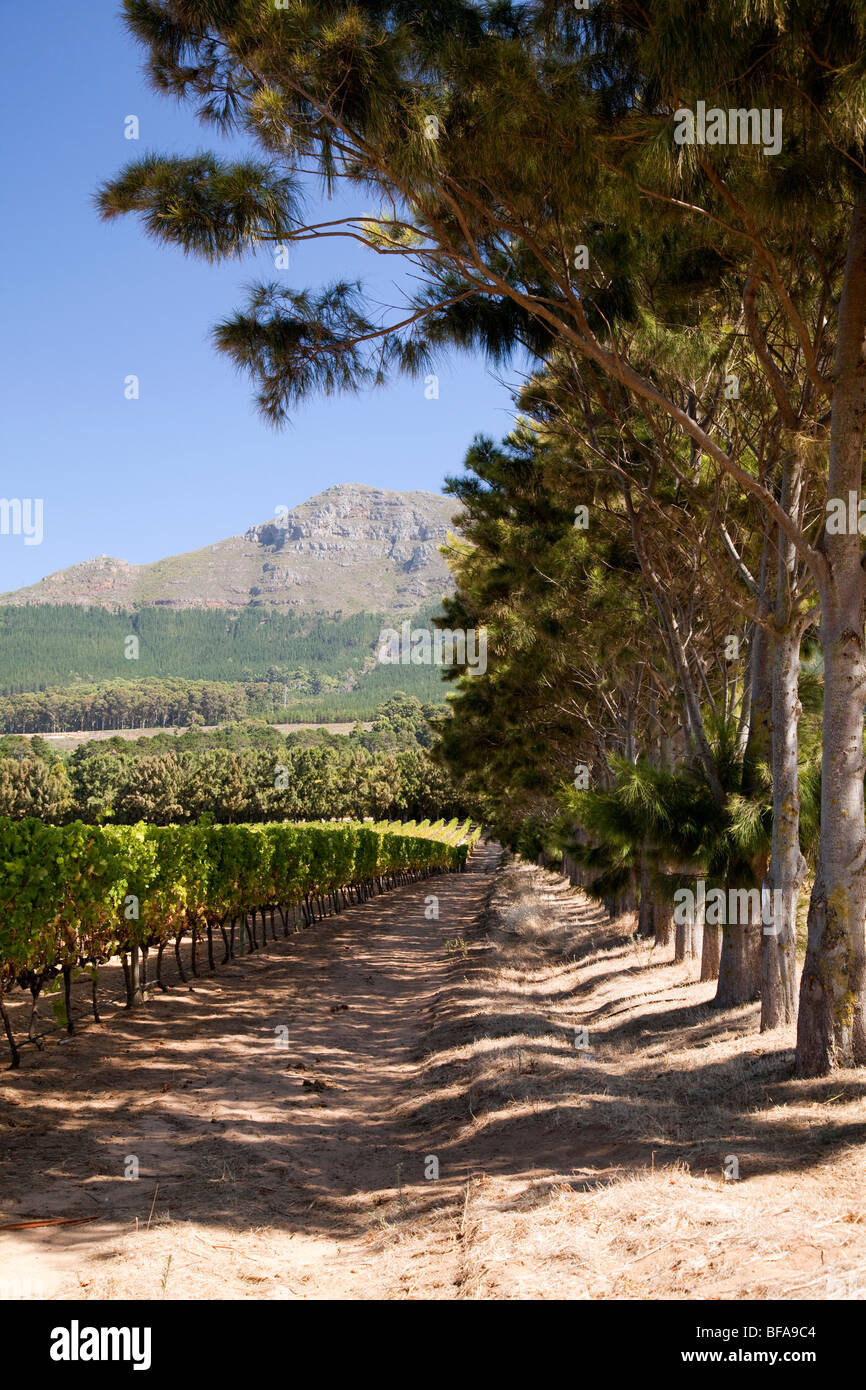 Szene aus Weinbau-Region von Constantia, Kapstadt, Südafrika Stockfoto