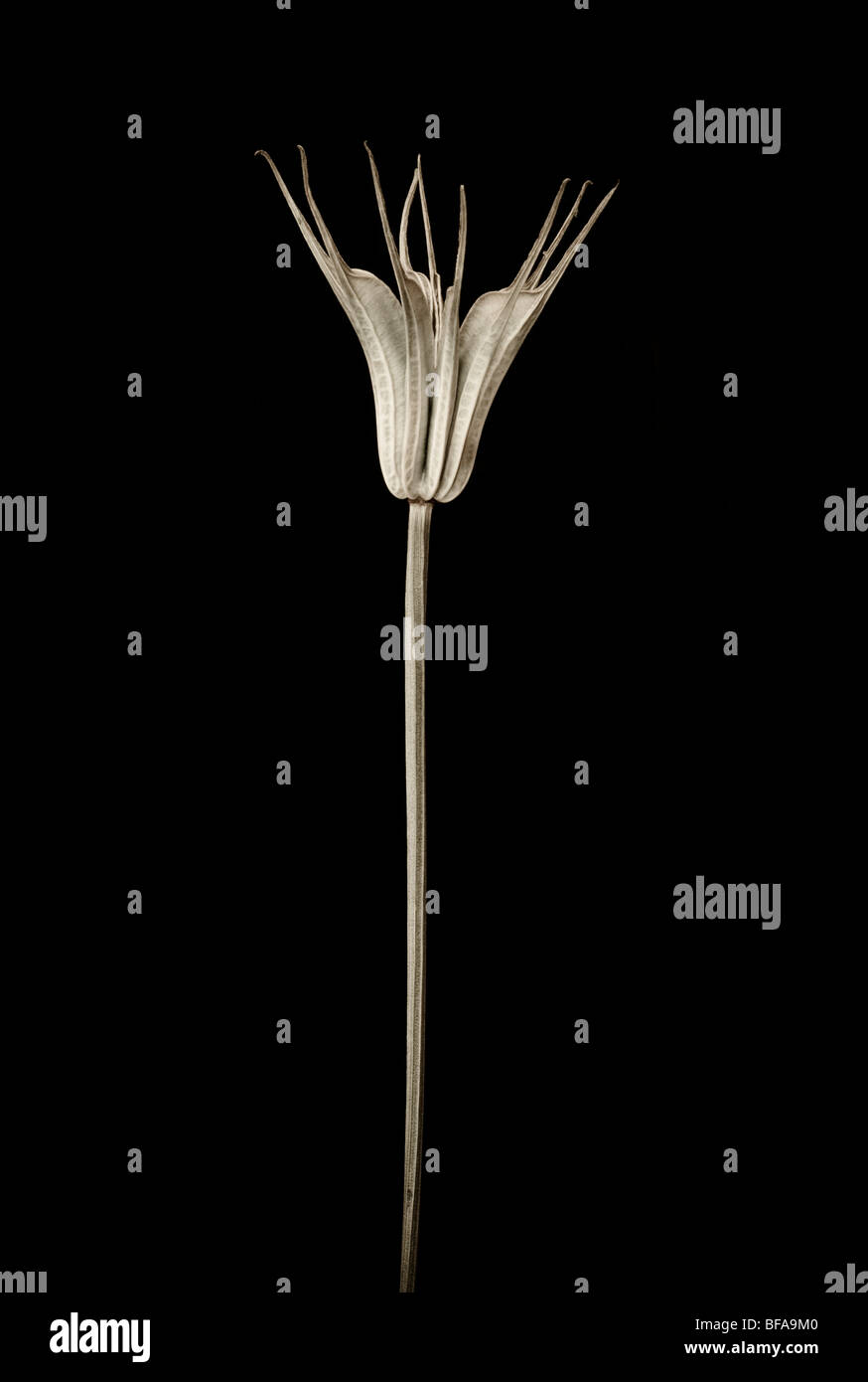 Sepia Stillleben einer getrockneten Pflanze Stockfoto